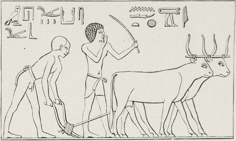 Ancient Egyptian ploughing